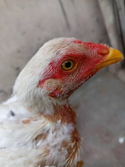 Aseel chicks with handsome amount