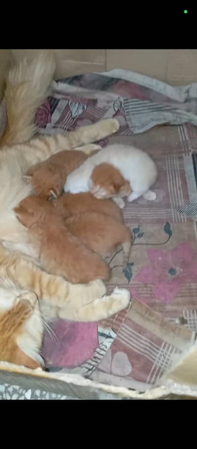 Persian cat with babies