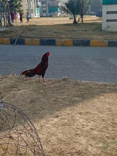 Aseel Amroha cross murga for sale