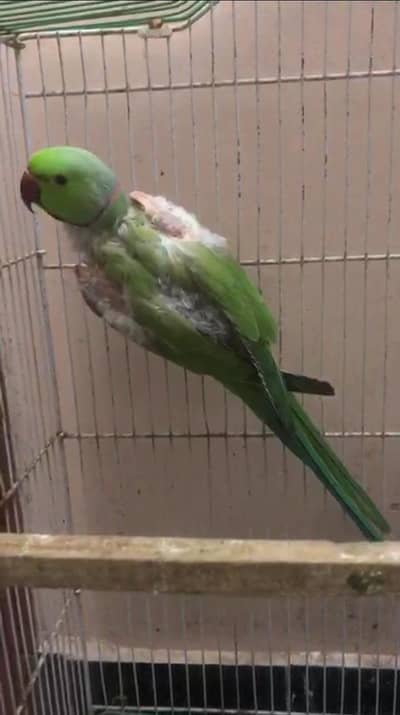 Greb Ringneck Adult Male