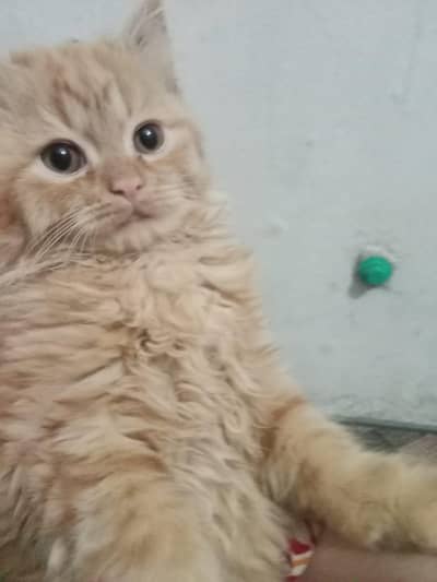 persian kitten pairs available