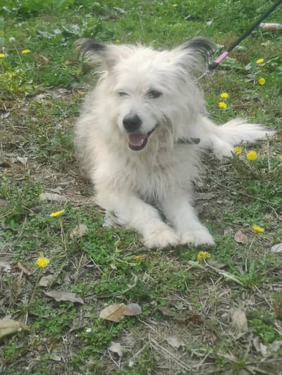 dog for sale or exchange with small dog