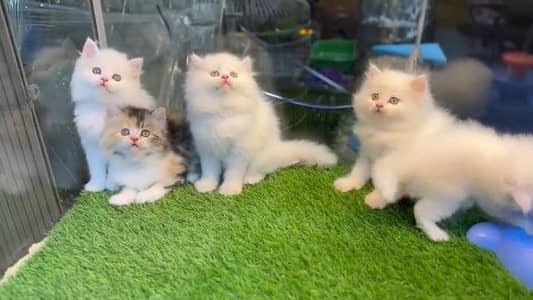 cat beautiful cat vaccine active