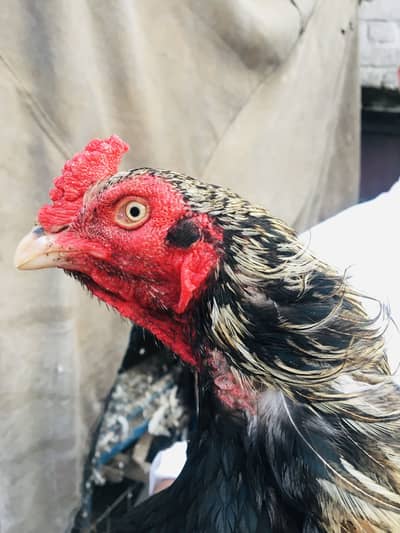 Top class Aseel Patha