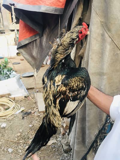 Top class Aseel Patha