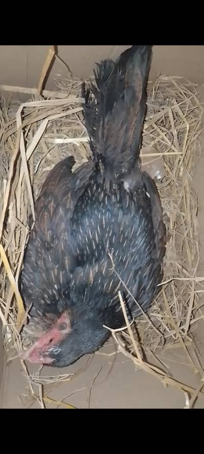 aseel kurak hen | kurak murgi | kuruk hen | broody hen