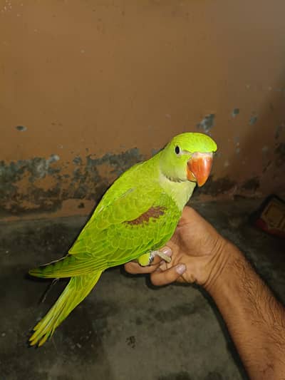 pahari raw chick self