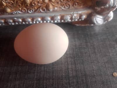 Non fartil egg 350 dargan