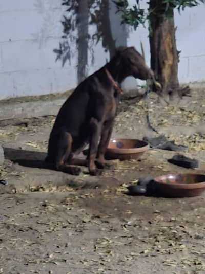 pedigreed doberman Italian lines