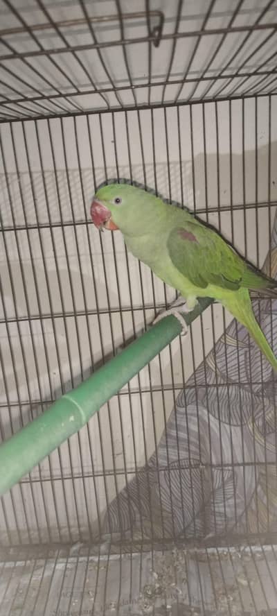 talking pair alexendrine raw parror