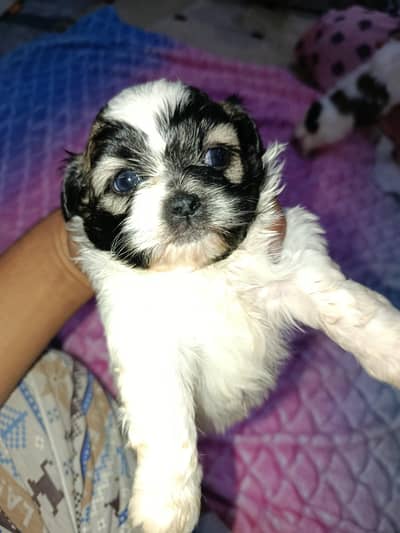 pure shihtzu non-pedigree