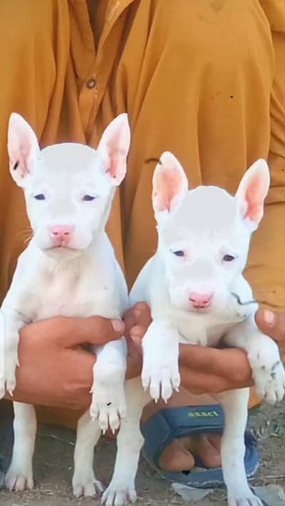 Paver khalish Guwahati gultair puppies pink nose Billi eyes mein