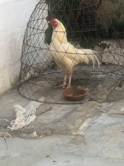 Heera Aseel looking new home