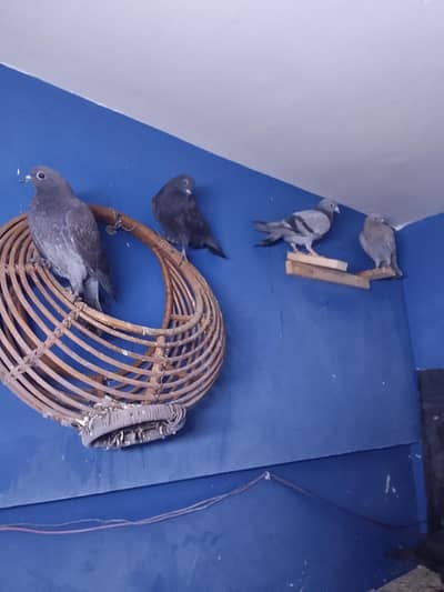 Desi gandydar & banrsi gagra & jangla