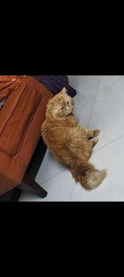 Male 2 Years Old - Persion Double Coat