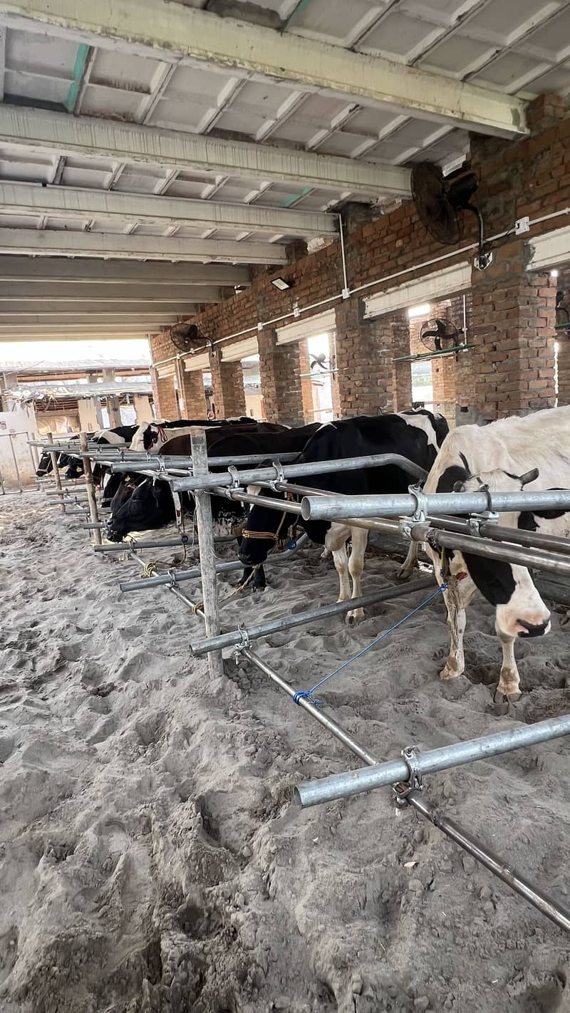 خالص دودھ فارم سے سیدھا آپ کے گھر 1