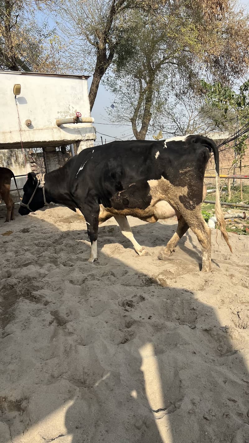 خالص دودھ فارم سے سیدھا آپ کے گھر 4