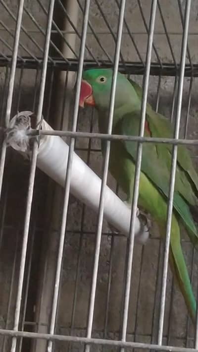 pahari female. s urgent for sale 0316.240. 25.35