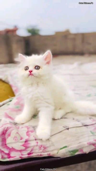 Persian cat for sale male or female mypp numbe03354718239