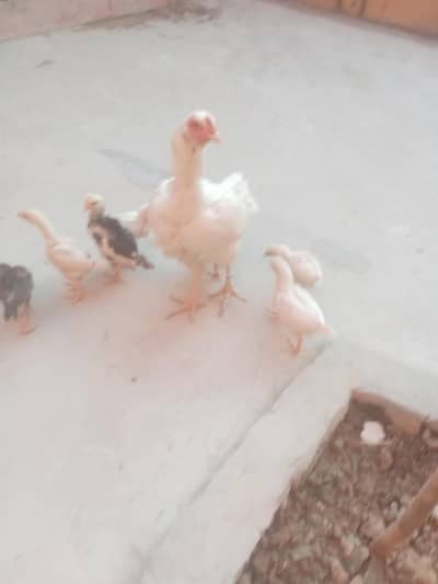chicks for sale