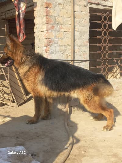 German Shepherd long coat Male|King size male|Dog