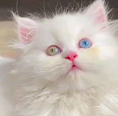 Persian cat for sale male or female mypp numbe03354718239