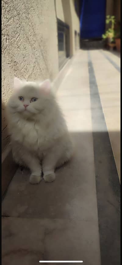 Persian cat