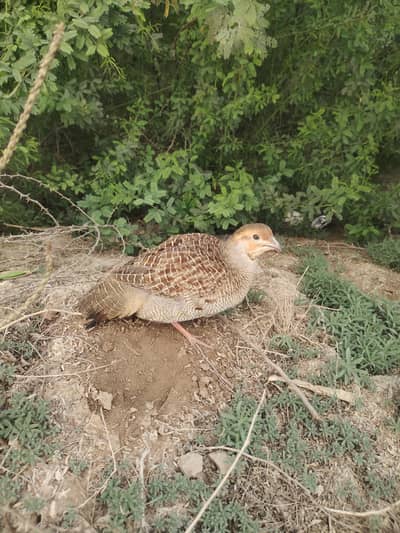 Dakhni teetar jora for sale. .