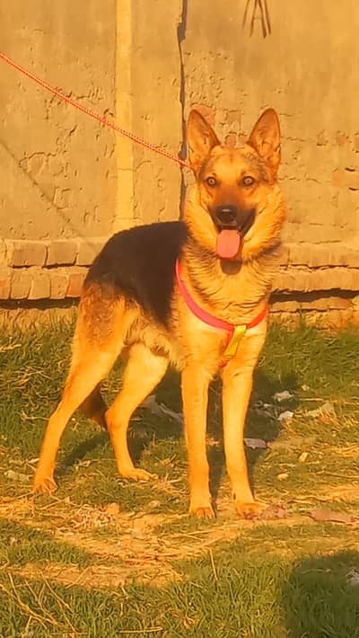 Belgian shepherd male 8 mount