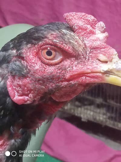 Aseel murga thai crax