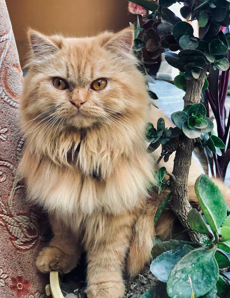 Persian cat triple code 1