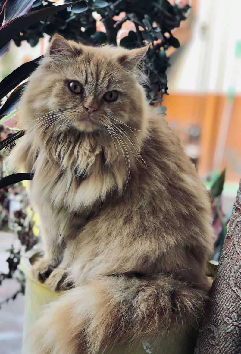 Persian cat triple code 2