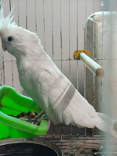 White Cocktail parrot good condition