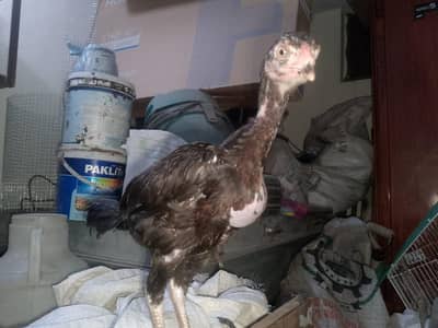 healthy  home  breed  chicks  age 2.5 and 1 month