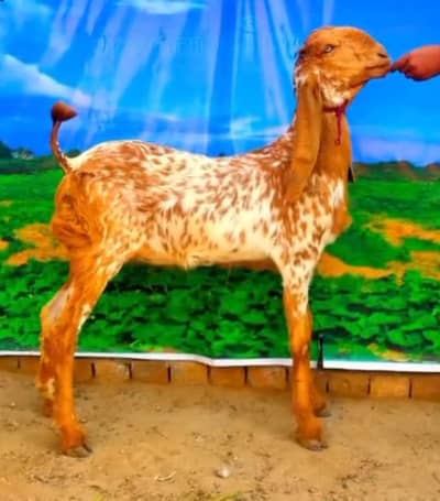 makhi cheni path 2 dant