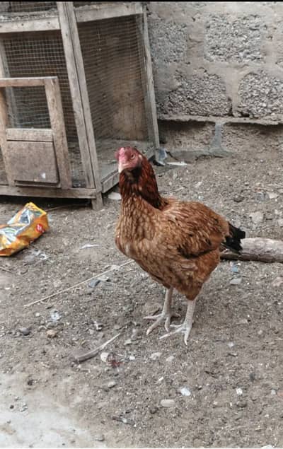 Pure Aseel Lakha Mianwali hai Triple size mai