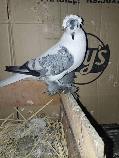 frill back breader pair