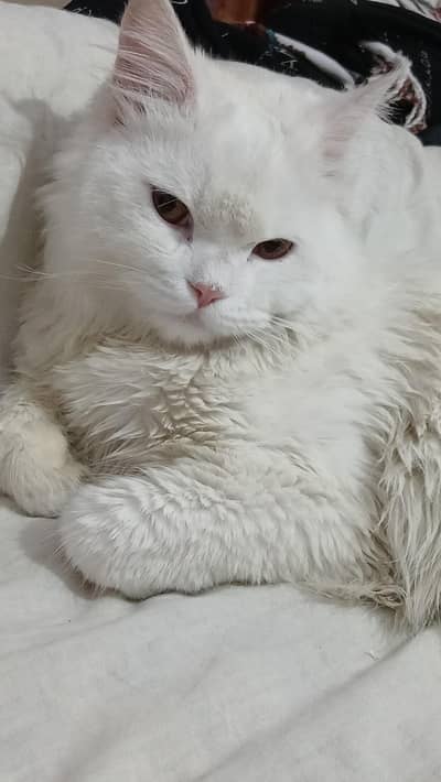 Persian cat