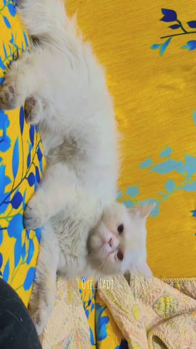 Cat white triple coted