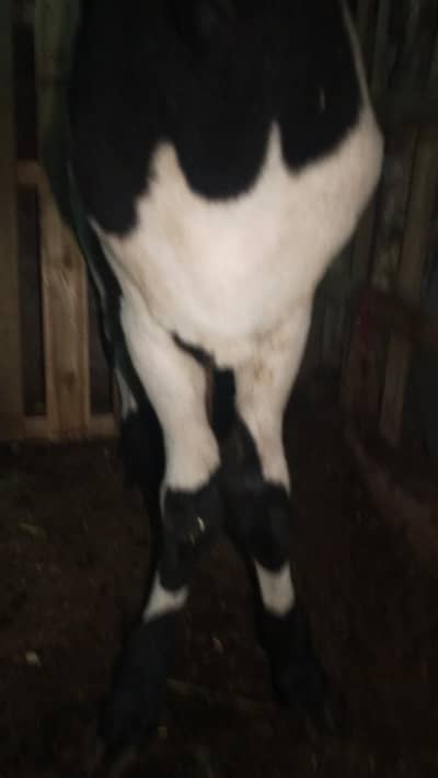 gur ka Pala front tangoonasla ha jis waja Sy sale kur rahai. hain