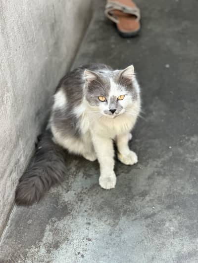White Classic Persian cat