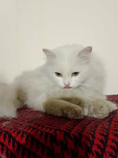 Turkish Pershion Cat