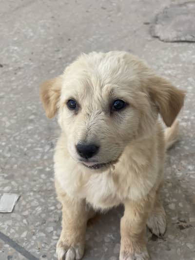 Golden retriever puppy for sale