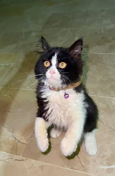 Persian Cat Triple coated breed pure Persian