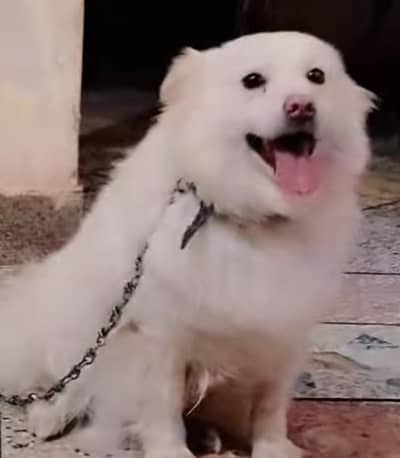 Russian dog for sale female dog