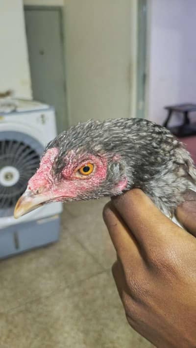 pure aseel 2 hens and 1 Desi murga