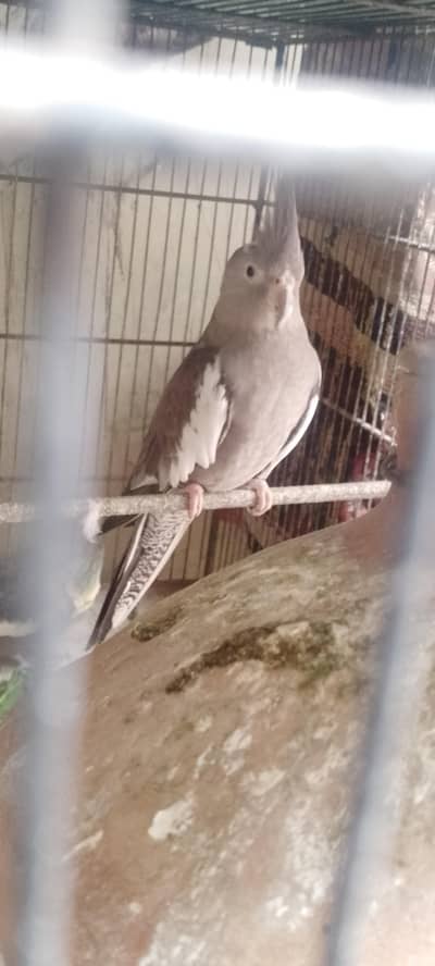 charcoal breeder female hr chz sa perfect hai 2 dfa breed krchuki hai