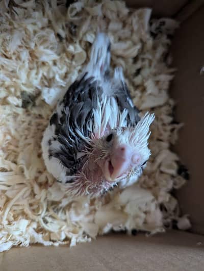 Cocktail chick for sale