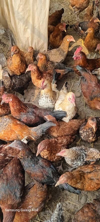 age 6 mounth egg Starter03065612239