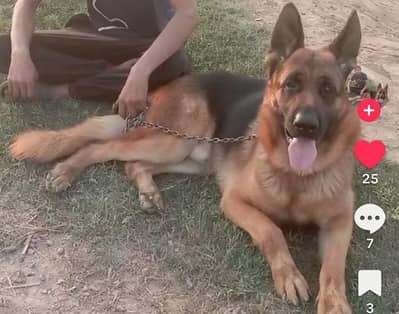 German shepherd Dog for sale